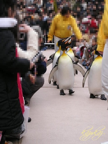 ペンギンの行進.jpg