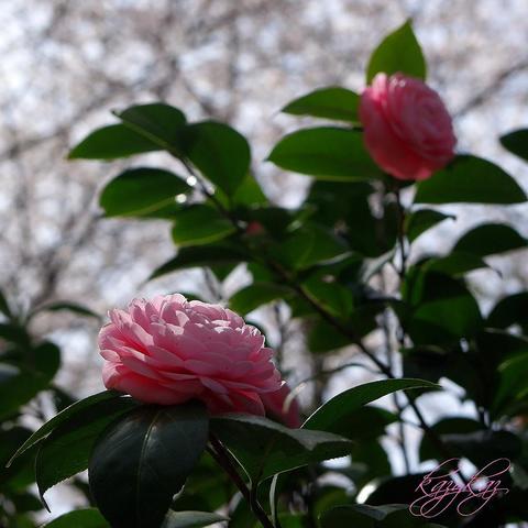 桜と乙女.jpg