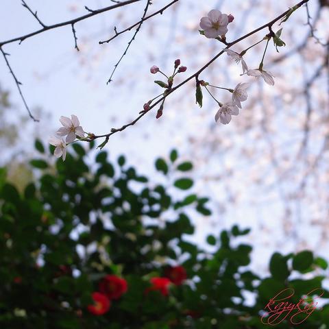 桜と椿.jpg