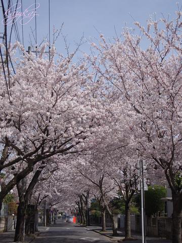 桜トンネル１.jpg